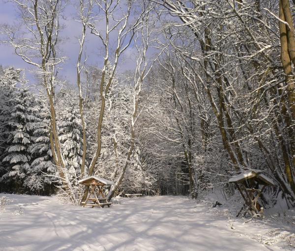 Auch im Winter bietet der Wald um Bad Freienwalde Gelegenheit zu reizvollen Spaziergängen.  Foto: H. Domnick